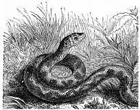 Diseased Earth : Rough Demo 2015